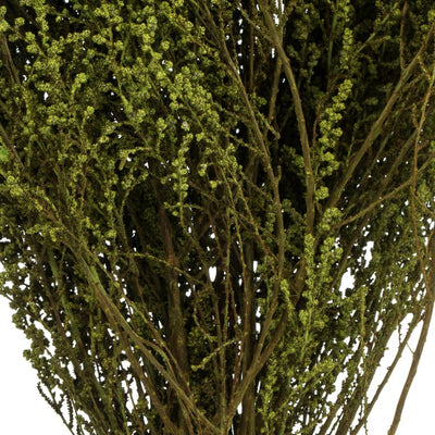 14"-18" Natural Preserved Oasis Green Stoebe 5oz Bundle 5oz Bundle