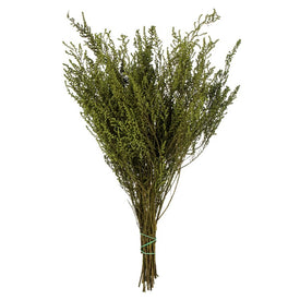 14"-18" Natural Preserved Oasis Green Stoebe 5oz Bundle 5oz Bundle