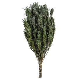 Vickerman 12" Green Salignum, Male, Includes 6-7 oz per Bundle, Dried