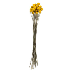 16"-18" Natural Preserved Yellow Billy Buttons 25-30 Stems