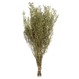 14"-18" Natural Preserved Spring Green Stoebe 5oz Bundle