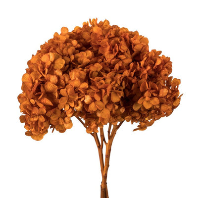 15" Natural Preserved Autumn Hydrangea Stem