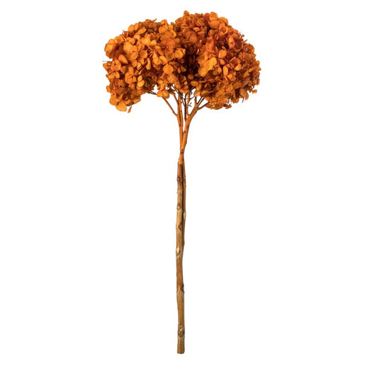 15" Natural Preserved Autumn Hydrangea Stem