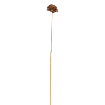 1.3"-1.8" Preserved Cedar Rose Natural Stems 50-Pack