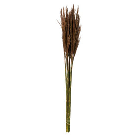 36" Natural Preserved Brown Plume Reed 7oz Bundle