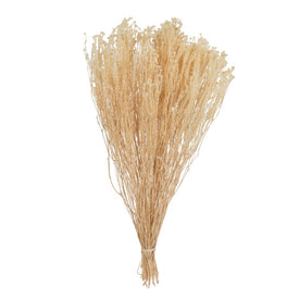 19" x 4" Natural Preserved Bleached Staavia 3.5oz Bunch