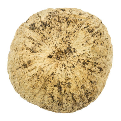 3" Natural Preserved Half Bleached Mayan Coconuts 10-Pack