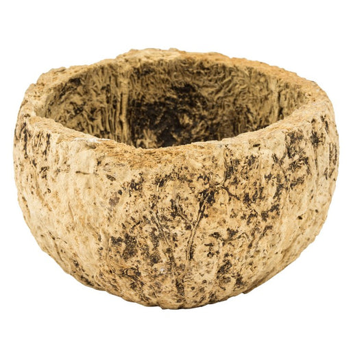 3" Natural Preserved Half Bleached Mayan Coconuts 10-Pack