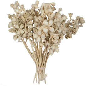 11" x 2"-4" Natural Preserved Bleached Conical Gum Branches 20-Piece