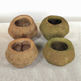 5" Natural Sapa Pods 3-Pack