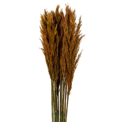 36" Natural Preserved Autumn Plume Reed 7oz Bundle