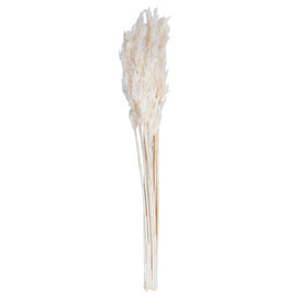 36" Natural Preserved Bleached Plume Reed 7oz Bundle