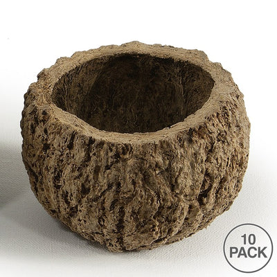 3" Natural Preserved Mayan Coconuts 10-Pack