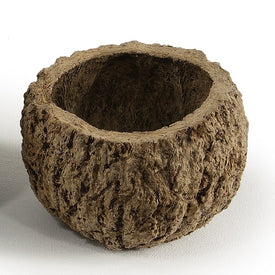 3" Natural Preserved Mayan Coconuts 10-Pack