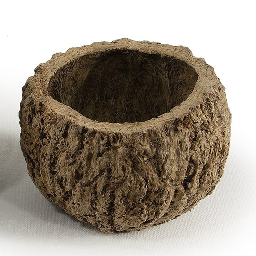 3" Natural Preserved Mayan Coconuts 10-Pack