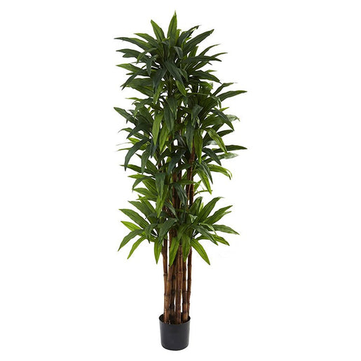 6.5' Dracaena Tree x 8 with 214 Leaves