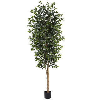 Product Image: 5427 Decor/Faux Florals/Plants & Trees