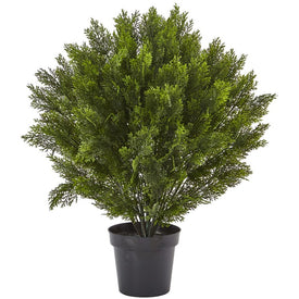3' Indoor/Outdoor Cedar Bush