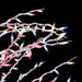 32606088 Holiday/Christmas/Christmas Trees