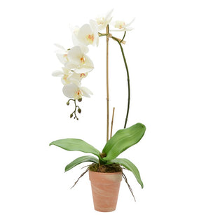 Product Image: CDFL4364 Decor/Faux Florals/Floral Arrangements