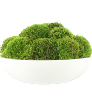 Product Image: CDTR1401 Decor/Faux Florals/Plants & Trees