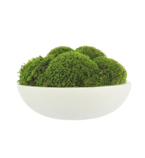 Product Image: CDTR1402 Decor/Faux Florals/Plants & Trees
