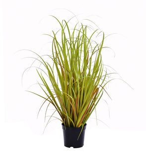 Product Image: TN170824 Decor/Faux Florals/Plants & Trees