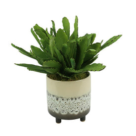 19" Artificial Cactus Plant with Moss in Ceramic Footed Pot