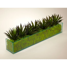 Agave in Rectangular Glass Container with Green Moss