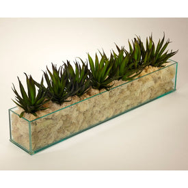 Agave in Rectangular Glass Container with Cream Moss