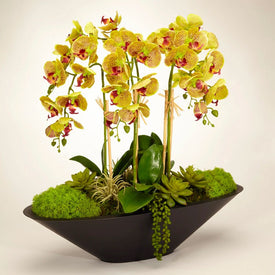 Green Orchids in Large Metal Boat-Shaped Container