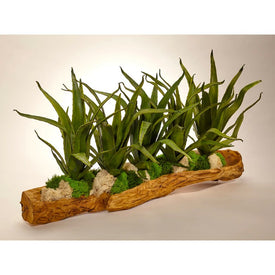 Agave Succulents in Hand-Carved Wood Log