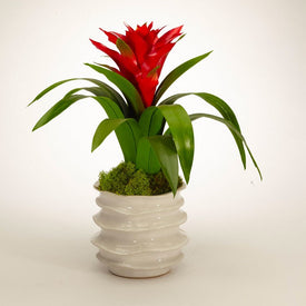 Red Bromeliad in White Wavy Pot