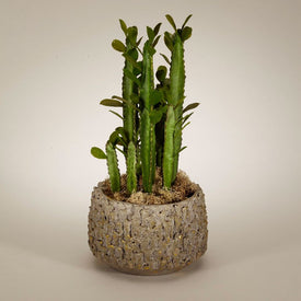 Pencil Cactus in Polished Clay Container