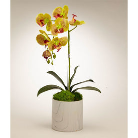 Green Orchid in White Marble Container