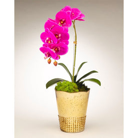 Fuchsia Orchid in Gold Vintage Mercury Glass