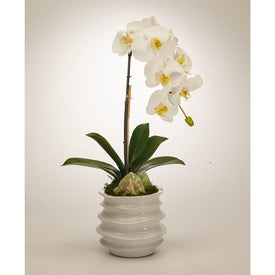 White Orchid with Green Calcite in White Wavy Pot