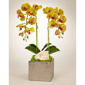 Double Green Orchids with Quartz in Silver Square