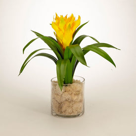Yellow Bromeliad in Clear Glass Jar