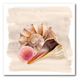 Coastal Shells 16" x 16" Gallery-Wrapped Canvas Wall Art