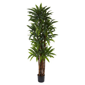 6.5' Dracaena Tree x 8 with 214 Leaves