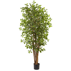 6' Black Olive Tree with 940 Leaves