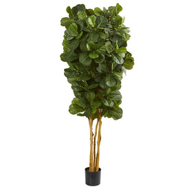 7' Fiddle Leaf Fig Tree