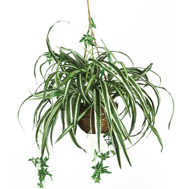 27" Faux Spider Hanging Basket