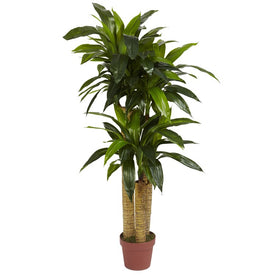 4' Faux Corn Stalk Dracaena