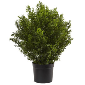 2' Indoor/Outdoor Cedar Bush