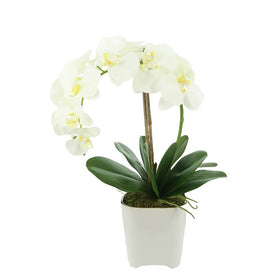 20" Artificial White Orchid Stem with Orchid Leaves and Moss in Glossy White Vase