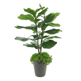 34" Artificial Fiddle Leaf Tree and Moss in Ceramic Pot