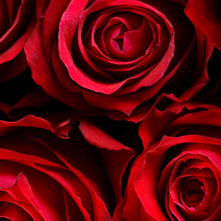 Valentine's Day Shop