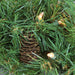 32265973-RED Holiday/Christmas/Christmas Wreaths & Garlands & Swags
